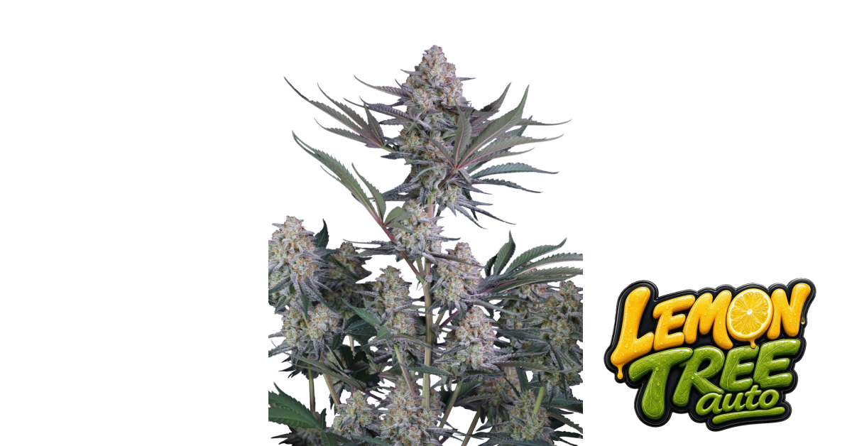 Lemon Tree Auto — breeder photo