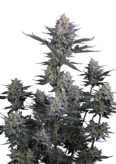 Photo of Lemon Tree Auto