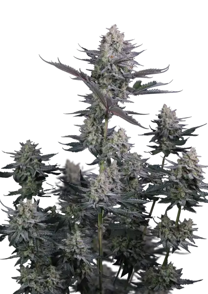 Photo of Lemon Tree Auto