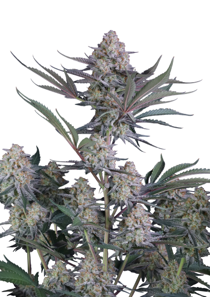 Lemon Tree Auto
