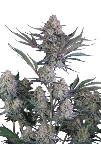 Photo of Lemon Tree Auto