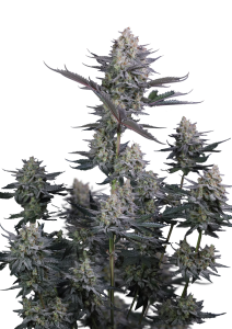 Lemon Tree Auto
