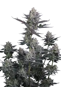 Photo of Lemon Tree Auto