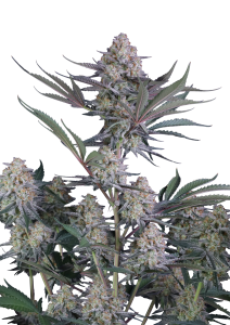 Lemon Tree Auto