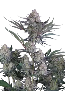 Photo of Lemon Tree Auto