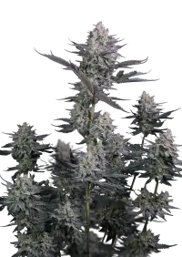 Lemon Tree Auto™
