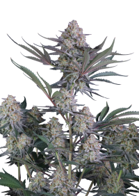 Lemon Tree Auto™