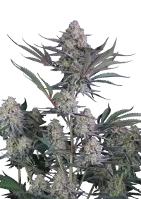 Lemon Tree Auto™