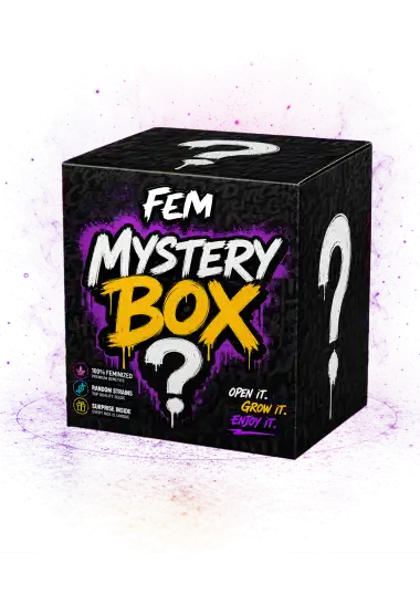 Photo of Mystery Box Fem