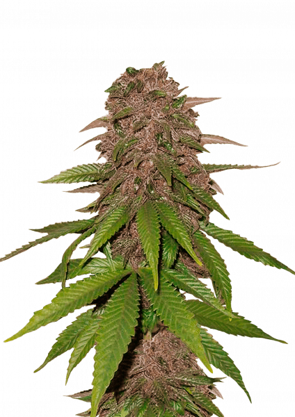 C4 Auto cannabis strain by Fast Buds