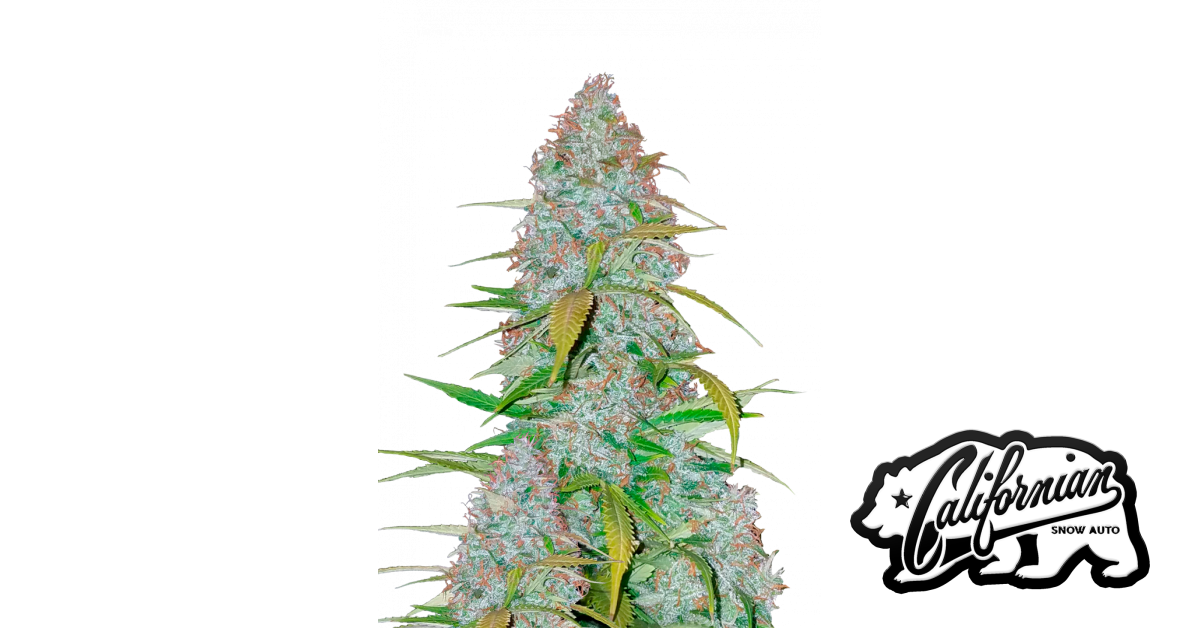 Californian Snow Auto — breeder photo