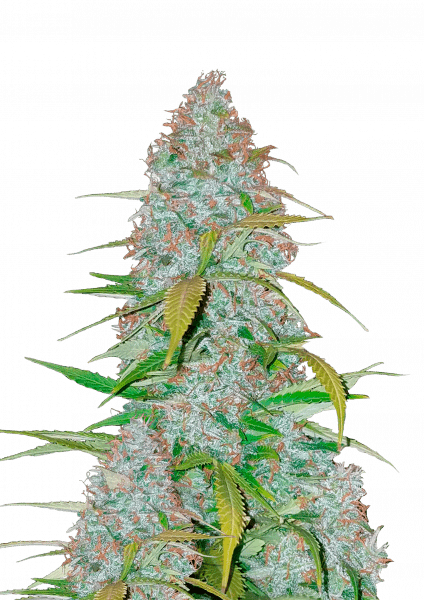 Californian Snow Auto