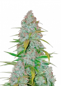 Photo of Californian Snow Auto