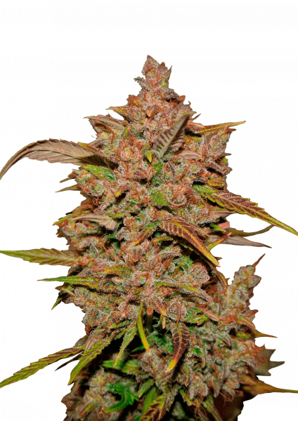 Crystal Meth Auto cannabis strain by Fast Buds