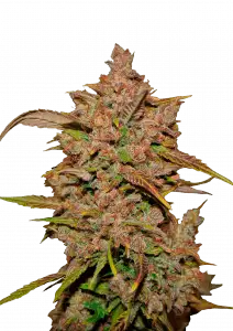 Photo of Crystal Meth Auto