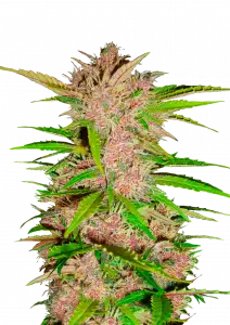 Photo of Fastberry Auto