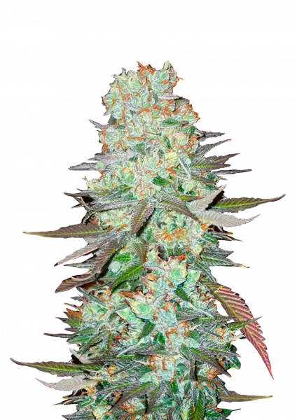 Photo of G14 Auto