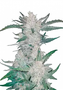 Photo of Mexican Airlines Auto