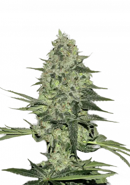 Photo of Rhino Ryder Auto