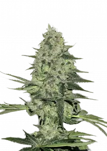 Photo of Rhino Ryder Auto