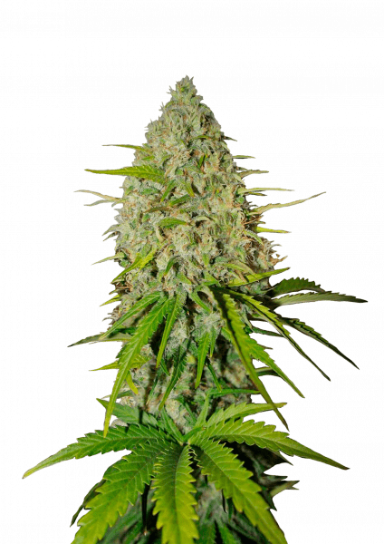 Grapefruit Auto cannabis strain by Fast Buds