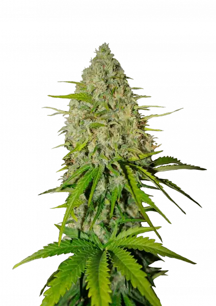 Photo of Grapefruit Auto