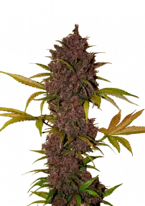 Buy LSD-25 Auto Cannabis Seeds | Fast Buds