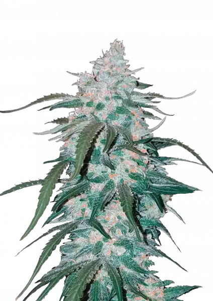 Photo of Pineapple Express Auto