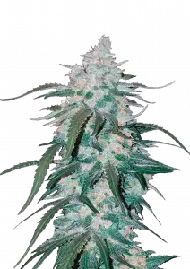 Pineapple Express Auto Cannabis Seeds – Buy Pineapple