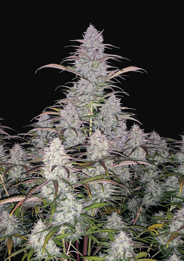 Green Crack Auto Cannabis Seeds – Buy Green Crack Weed Strain | Fast Buds