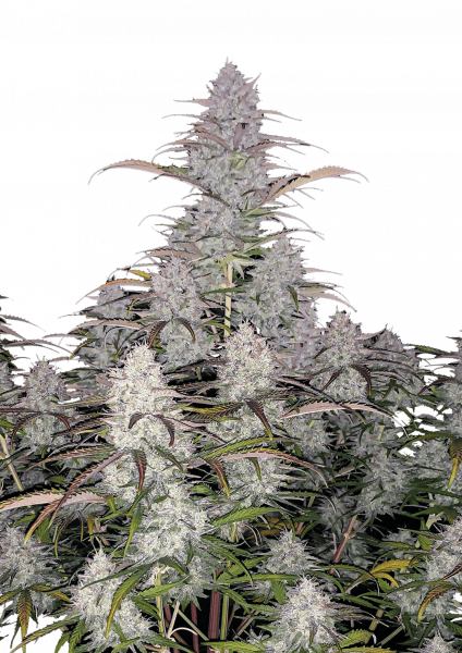 Green Crack Auto cannabis strain by Fast Buds