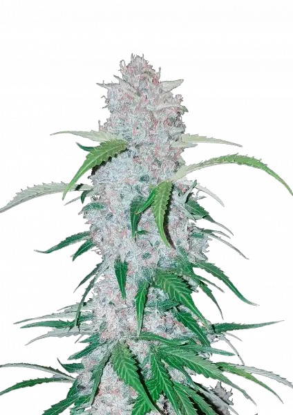 Photo of Six Shooter Auto