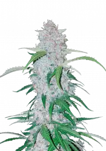Photo of Six Shooter Auto