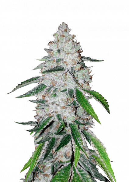 West Coast O.G. Auto cannabis strain by Fast Buds