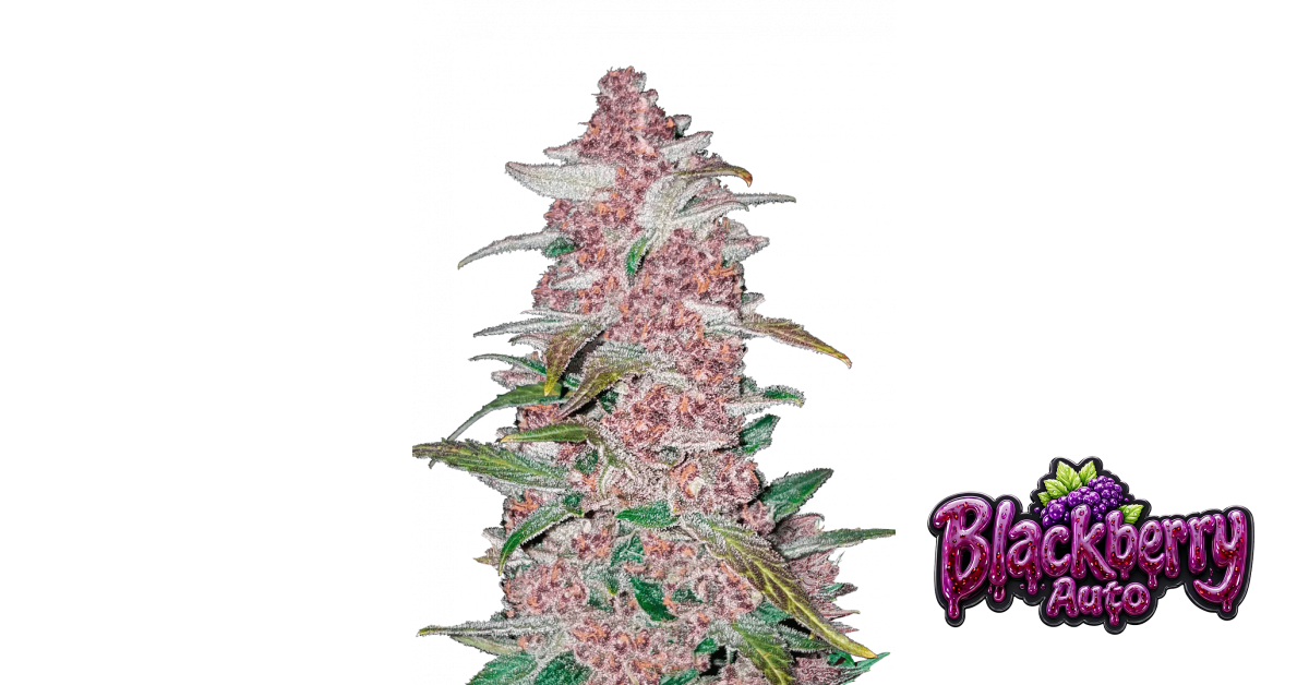 Blackberry Auto — breeder photo
