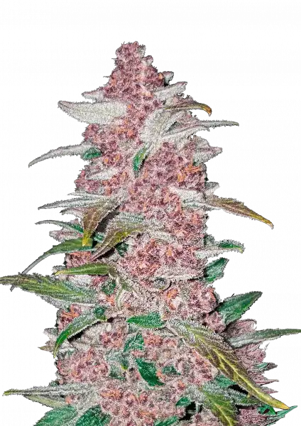 Photo of Blackberry Auto