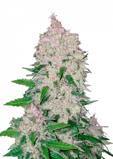 Diesel Dawg 7.5