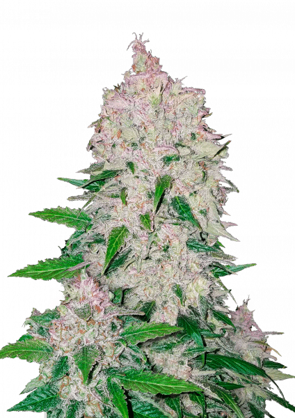 Stardawg Auto cannabis strain by Fast Buds
