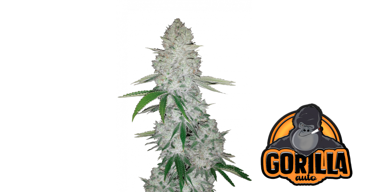 Gorilla Auto — breeder photo