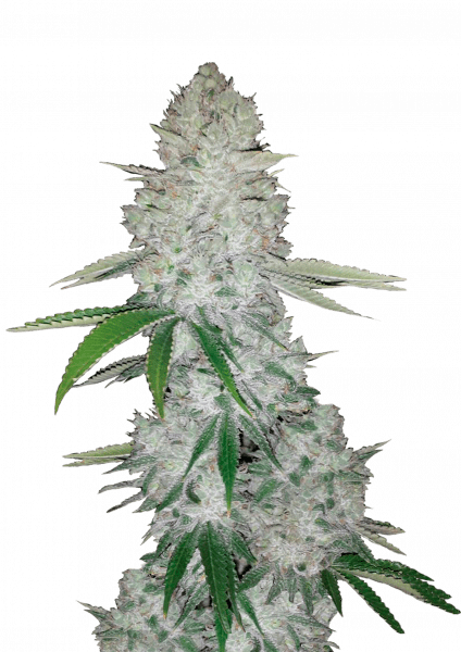 Gorilla Auto cannabis strain by Fast Buds