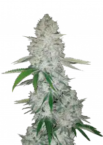 Photo of Gorilla Auto