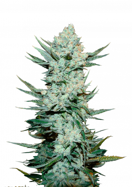 Tangie Auto