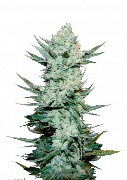 Photo of Tangie Auto