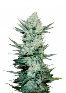 Photo of Tangie Auto