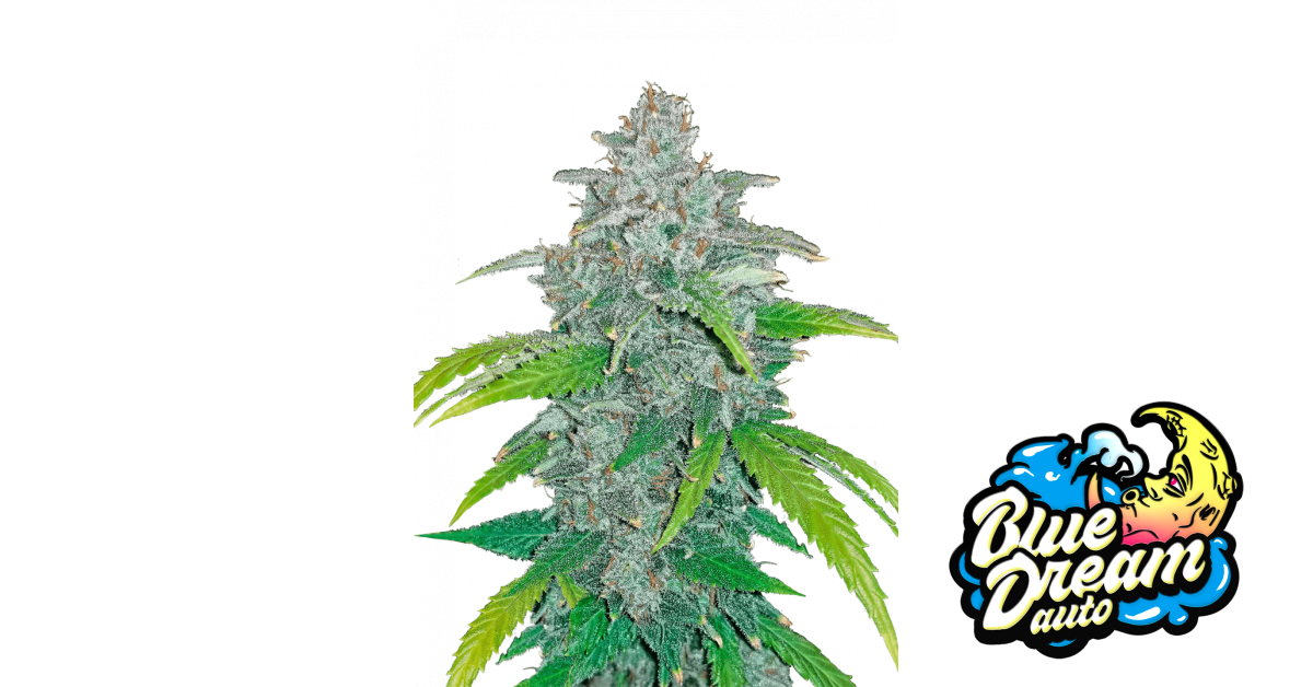 【世界100台】WEED Blues D 2 MA104B BD-2 世界100台】WEED Blues Driver 2 MA104B BD-2