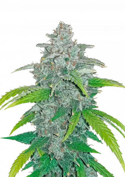 Photo of Blue Dream Auto