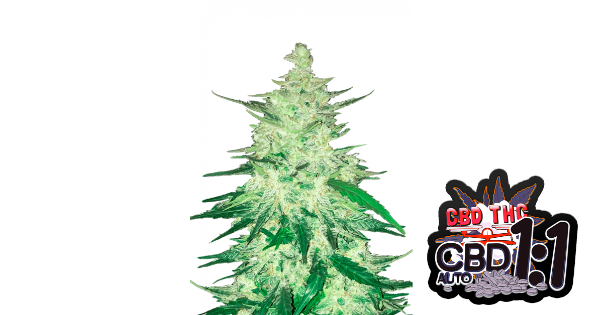 Buy CBD Auto 1:1 (CBD Crack) Cannabis Seeds | 42 Fast Buds United