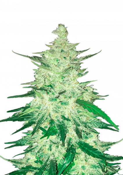 CBD Auto 1:1 (CBD Crack)-Cannabissamen | Fast Buds