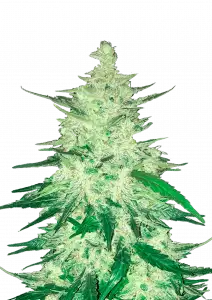 Photo of CBD Auto 11 CBD Crack