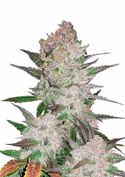 Cream Cookies Auto cannabis strain by Fast Buds
